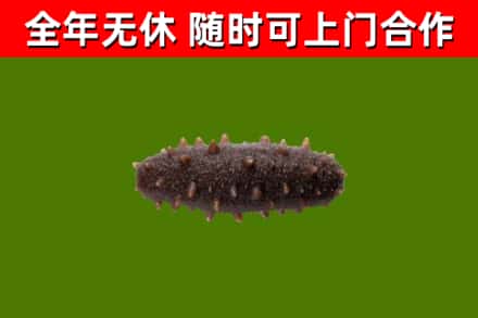 枣强烟酒回收干海参.jpg